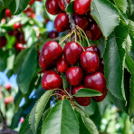 Mini višňa - čerešňa višňová (Prunus cerasus x fruticosa) 'CARMINE JEWEL' - výška 70-90 cm, kont. C5L - KRÍKOVÁ